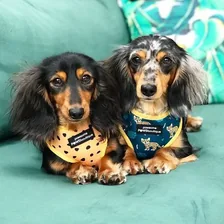 DIGIT & PIPPA — Instagram profile photo