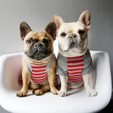 Elvis and Coco Bean — Instagram profile photo