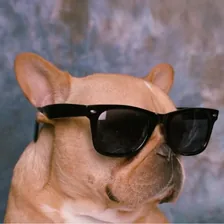 Frenchie And The News — Instagram profile photo