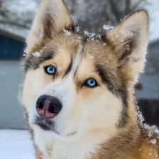 Gone to the Snow Dogs — Instagram profile photo