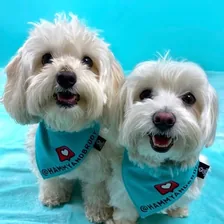 Viral Dog Duo | Maltipoo & Maltese | Funny Dog Reels — Instagram profile photo