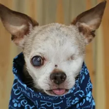Harley's Dream — Instagram profile photo