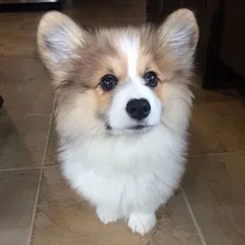 Hudson the Fluffy Corgi — Instagram profile photo