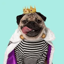 Doug the Pug — Instagram profile photo