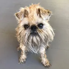 Itty Bitty the Griff — Instagram profile photo