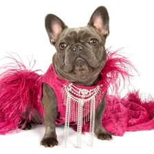 Izzy The Frenchie — Instagram profile photo