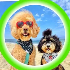 Jagger D’Wagger | Jagger and Sierra — Instagram profile photo