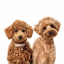Kingsley & Chai Goldendoodles — Instagram profile photo