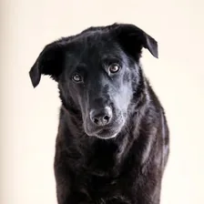 Knox & Bear + Harper | Boston Rescue Dogs — Instagram profile photo