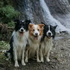 Storyline Border Collies — Instagram profile photo