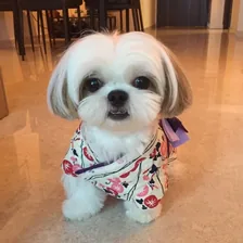 Ching Ching Cai | The Happy & Healthy Shih Tzu — Instagram profile photo