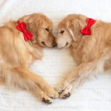 Ally & Stevie | Golden Retriever — Instagram profile photo