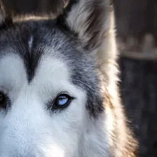 Loki the Wolfdog — Instagram profile photo