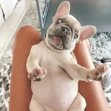 Lulu the Lilac Frenchie — Instagram profile photo