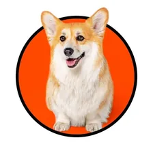 🐶 Maxine the Fluffy Corgi — Instagram profile photo