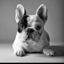 Manny The Frenchie — Instagram profile photo