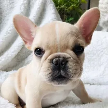 Marbella the Frenchie | NYC Dog Mayor Candidate — Instagram profile photo