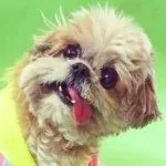 Marnie The Dog — Instagram profile photo