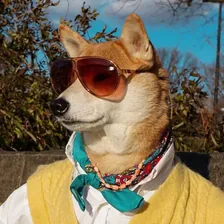 Menswear Dog — Instagram profile photo