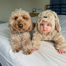Bentley The Goldendoodle Puppy — Instagram profile photo