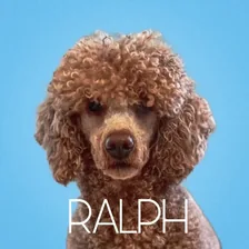 ʀᴀʟᴘʜ ᴛʜᴇ ʀᴇᴅ ᴘᴏᴏᴅʟᴇ 🐩 — Instagram profile photo
