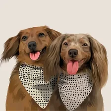 Freddie & Olive the Dachshunds — Instagram profile photo