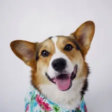 Pavlov and Maslow 🐾 — Instagram profile photo