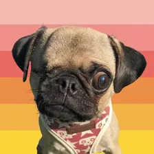 Pee Wee Aloysius the Pug — Instagram profile photo