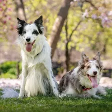 Pharrell 🐼, Rosie🐶, & Rumba🐺🌈 — Instagram profile photo