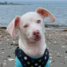 Melissa Shapiro, DVM & Piglet, the deaf blind pink puppy — Instagram profile photo