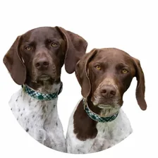 🐾 Maddi & Sophie 🐾 — Instagram profile photo