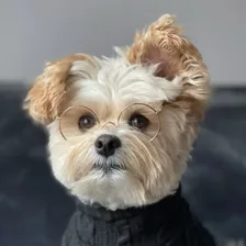 Popeye the Foodie Dog — Instagram profile photo