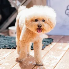 Charlie the Little NYC Floof — Instagram profile photo