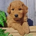 Samson The Goldendoodle (f1b) — Instagram profile photo