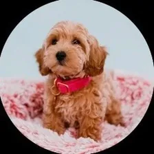 RIP Coco profile photo