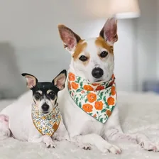 Shadow & Weezer — Instagram profile photo