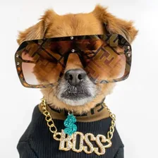 Mushu the Dog — Instagram profile photo