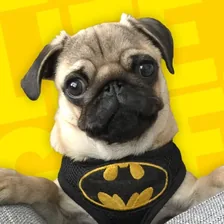 Batman The Batpug — Instagram profile photo