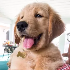 TUCKER | The Golden Retriever — Instagram profile photo