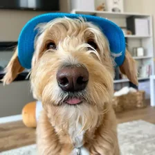 Luca the Goldendoodle — Instagram profile photo